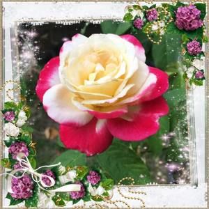 Meet your Posher, Peggy